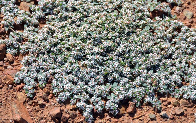 Chamaesyce albomarginata, Whitemargin Sandmat, Southwest Desert Flora